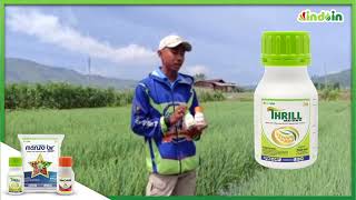 Download lagu Rekomendasi Perawatan Bawang Merah Aman Dari Hama dan Penyakit mp3