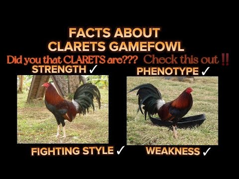 FACTS ABOUT CLARETS GAMEFOWL 
