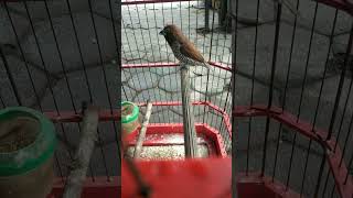 Download lagu BURUNG PEKING ATW EMPRIT INI GACOR SUARA KENARI #empritjawa #empritgacor #shorts #shortvideo mp3