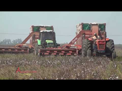 Cosecha del Cultivo de Algodón - Las Toscas Santa Fe - Sr. Jorge Casali - primera parte
