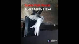Download lagu SUARA PIYIK REVISI | KHUSUS HEXAGONAL, TARIK LAR👍Terbukti menarik anakan mp3