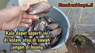 Download lagu Cara memasak kerang air tawar/kijing sawah mp3