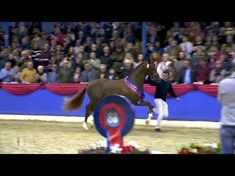 Bellany -Equusstallions