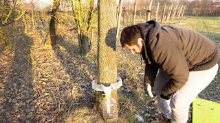 Trappola a fascia per la processionaria del pino Presto Bio: Come installarla.