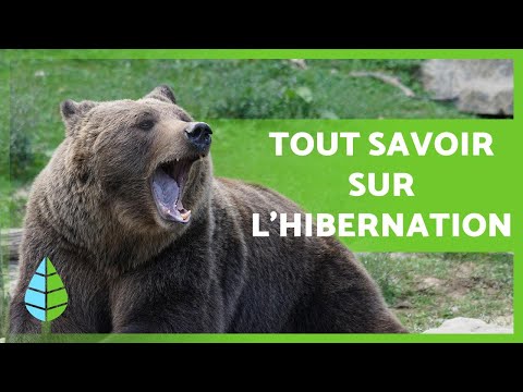 Qu'est-ce que l'HIBERNATION et quels sont les ANIMAUX qui HIBERNENT 🐻 🐸