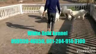 preview picture of video 'India White Gold Samoyed kennel 098550-46050'