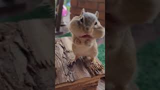 ADORABLE chipmunk stuffing cheeks with hazelnuts