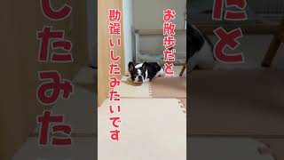 フレブルが早とちりすぎて怪我が心配😰
