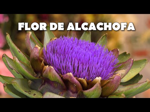 FLOR DE ALCACHOFA en Plantas y Jardines - Teleamiga