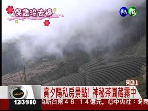 飽覽阿里山夕陽! 神秘茶園藏霧中