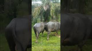 Jalan Cepat Mengejar Kawan Betina