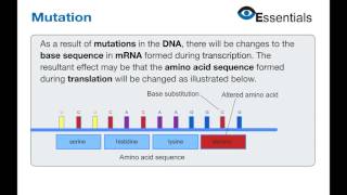 Essentials Video Animation - Mutation