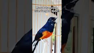 Download lagu Muraibatu isian tengkek buto nembak panjang #rajanabirdfarm #pancinganmuraibatu #masteranmuraibatu mp3