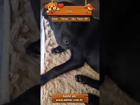 Vídeo de kira