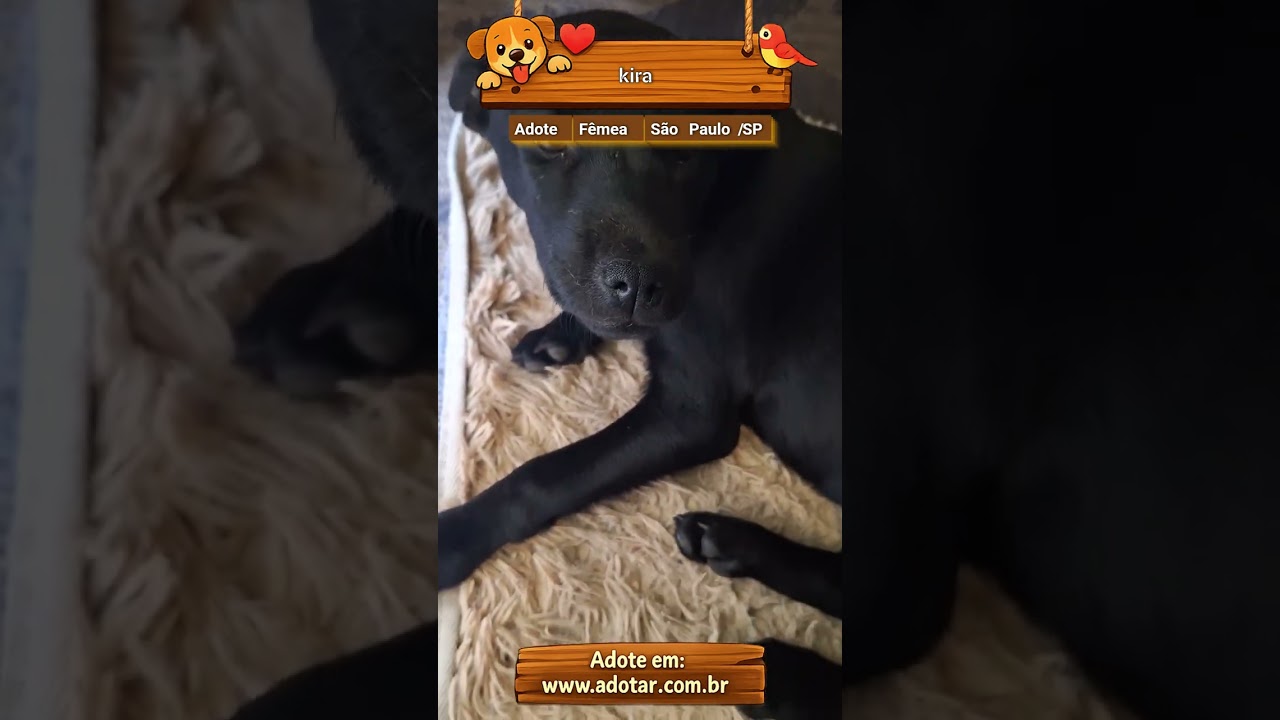 Cachorro raça SRD-ViraLata idade 2 a 6 meses nome kira