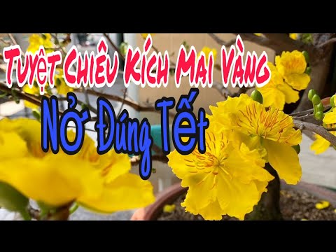 Cách Chăm Sóc Mai Vàng Nở Đúng Tết.