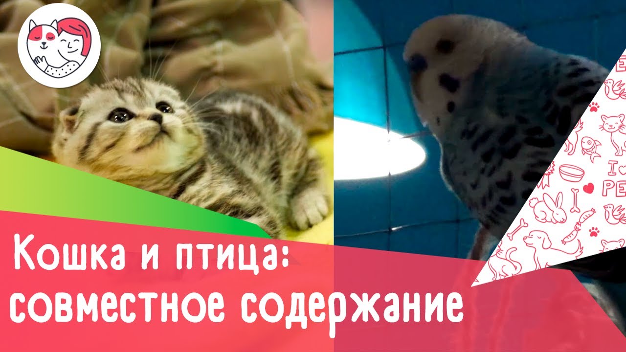 Совместное содержание кошки и птицы: 4 совета