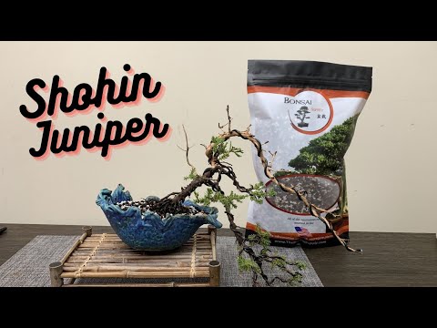 Creating a Shohin Bonsai | The Bonsai Supply