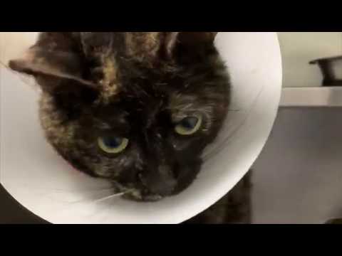 SOLANGE IS SAFE OUT OF SHELTER AND NEEDS FOOT SURGERY! MEDICAL FUNDS NEEDED❗️