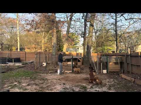 Belgian Malinos puppy training German Shepherd, dog surprise you
