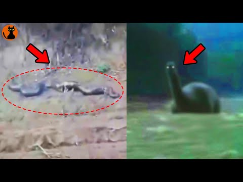 ブラジルのアマゾンで見つかった奇妙な動物 - Candiru