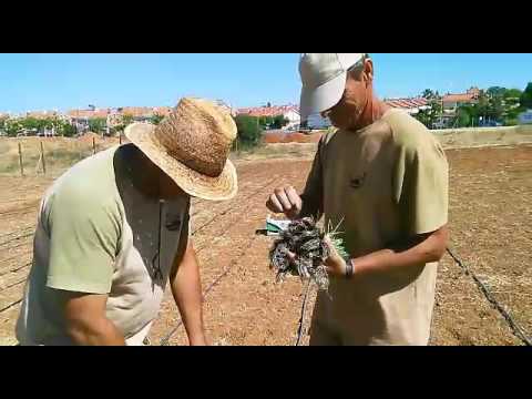 Huerta de Bioalverde, trasplante de puerros