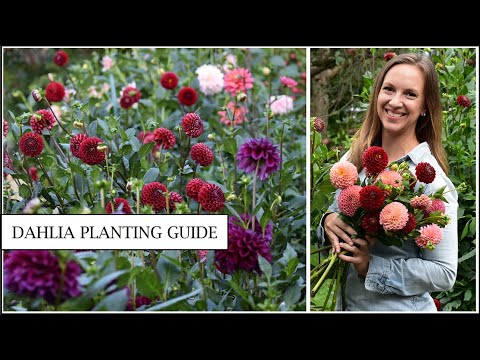 YouTube video about: What to plant with dahlias?
