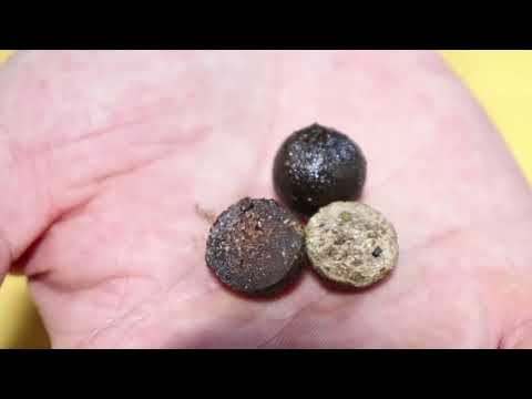 DT Baits || High Attract Hookbaits & Bait Sprays