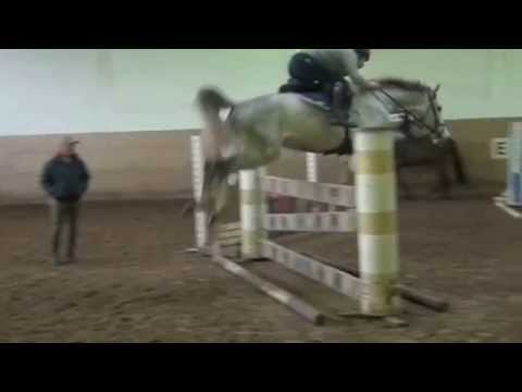 Heiniger-Pferde.com Colandro x Julio Mariner XX x Joost Wall. Sch. 2007 KWPN