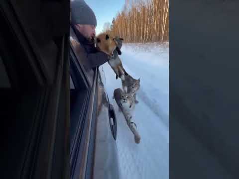 Это могло закончиться иначе …