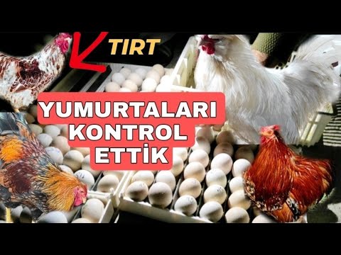 BU HOROZLARI EN SON KESECEĞİM !! /YUMURTALARI KONTROL ETTİM