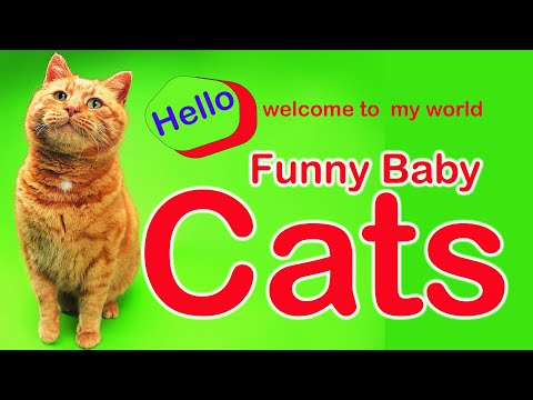 Naughty cats - Cute and Funny kitten Reaction Videos Compilation #180 | Pets and Wild #cats2022