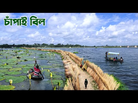 ফরিদপুরের রনকাইল গ্রামের চাঁপাই বিল || Panorama Documentary