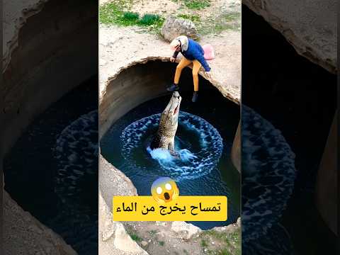 تمساح يخرج من الماء 😱 #تمساح #الماء #tiktok #اكسبلور #fypシ #animals #viral #viralvideo #funny #fyp