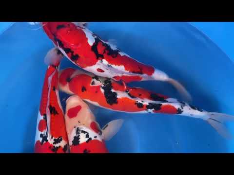 202101 SP-A238 Hiroi Nisai Selected D Showa D Sanke 45-50cm ORDER