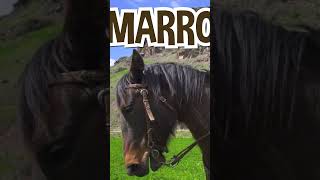 Blippi Passeia de Cavalo pela Natureza! 🏇 #shorts #blippi #animais