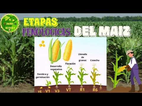 ETAPAS FENOLOGICAS DEL MAIZ/ Fenología del maiz