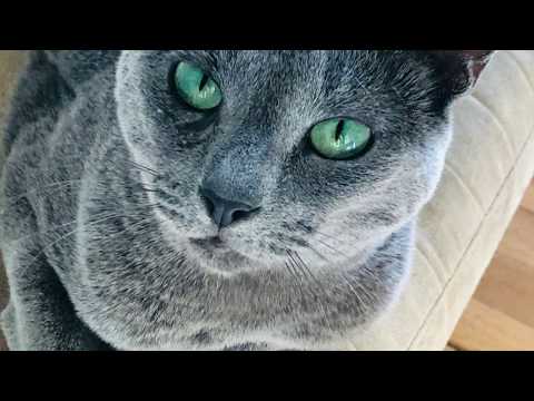 How to tell if your cat is a Russian Blue (Physical Traits Only) featuring Lena the Russian Blue