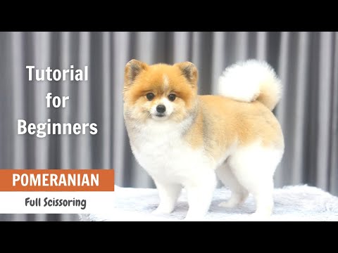 Pomeranian Grooming Tutorial for Beginners | ASIAN CUTE DOGS