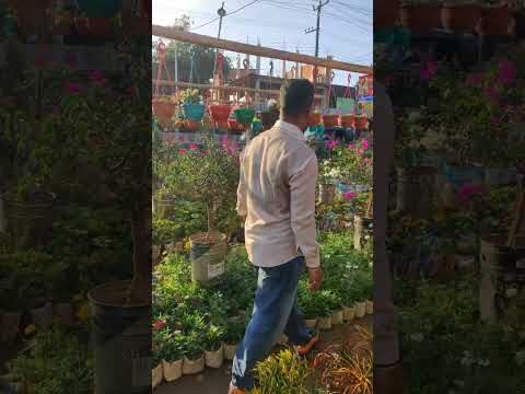 Collection of flowers for the garden