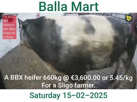 Balla Mart a heifer @ 5.45/kg