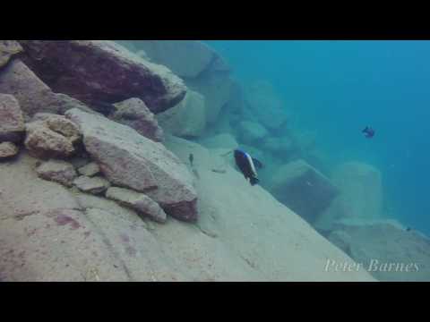 Cynotilapia aurifrons a Lion's Cove