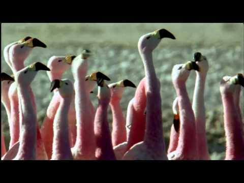 The Secret   Planet Earth HD