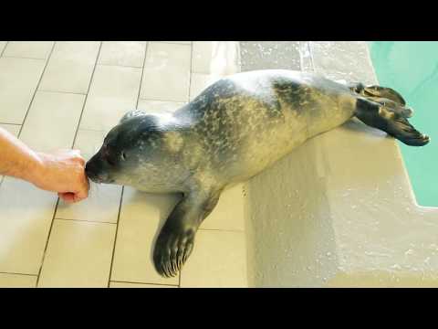 Cucciolo di foca appena nato all'Acquario di Genova