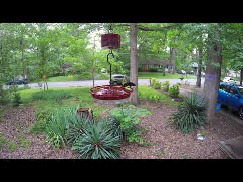 Magnificent Hummingbird