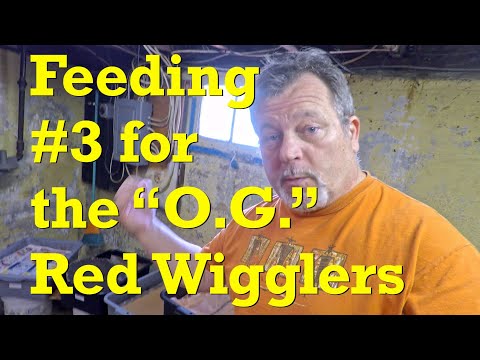 "Original" red wiggler worm bins fed & stragglers bin w bait box aerated - vermicompost