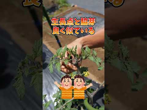 トマトを早く成長させるのに最適な肥料は何ですか?リーダーに従う ！  庭園