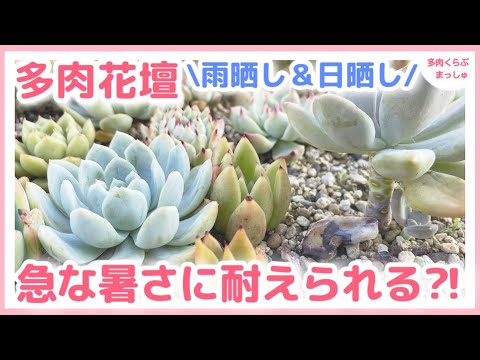 セダム「マトロナ」 植物