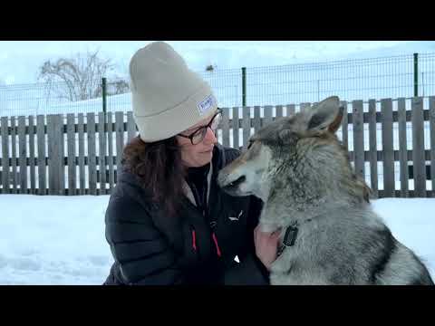 Meet the Dog Who Joined Cross-Country Skiers at the 2026 Winter Olympics