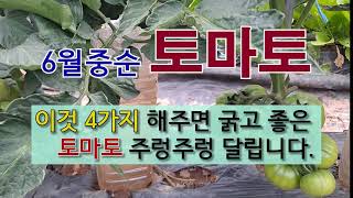 6월 중순 토마토 이것 4가지 해주면 굵고 좋은 토마토 주렁주렁 달립니다. #방울 토마토 키우기 #토마토 잘…
